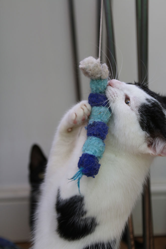 a white and black kitten has caught a blue pompom toy in her mouth