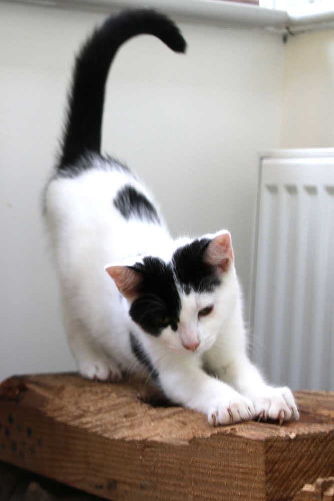 A white and black kitten does a biiiiiig stretch