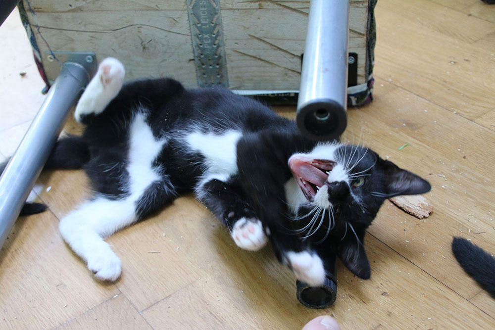 a black and white kitten lies on his back tempting you with his fluffy tummy, his mouth is wide open to bite you