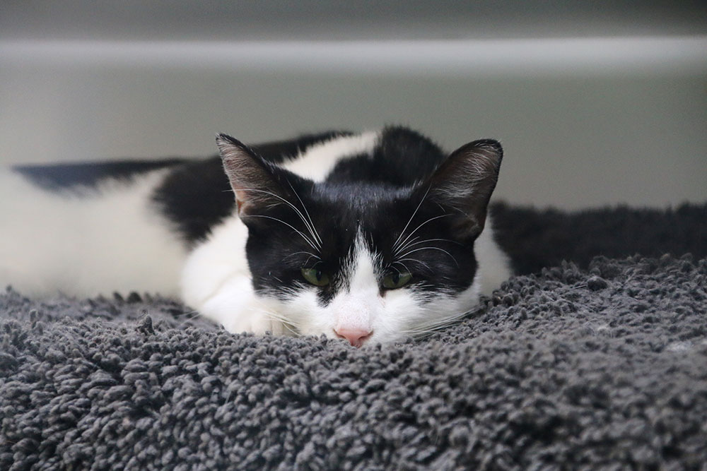 close up of a black and white cat lying flat on a rug, she looks slightly cross eyed