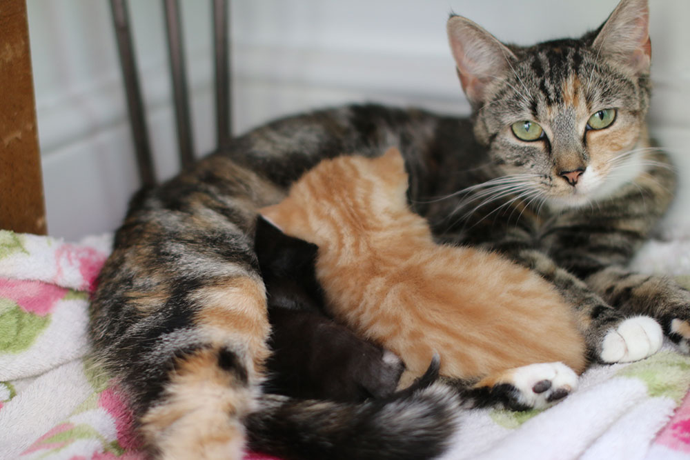a tiny tabby cat curls around 2 even tinier kittens, 1 orange and 1 black