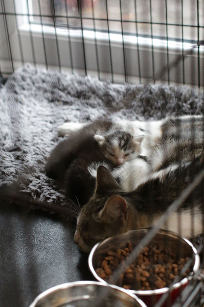 peeking through crate bars at a puddle of fluffballs, you can see a tiny kitten face poking up out the middle