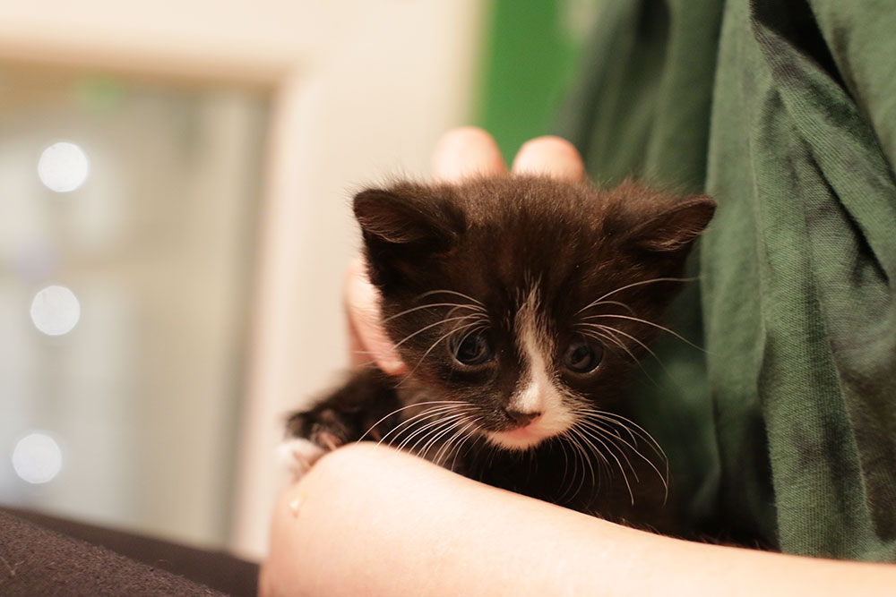 A tiny black kitten is being cradled by a person