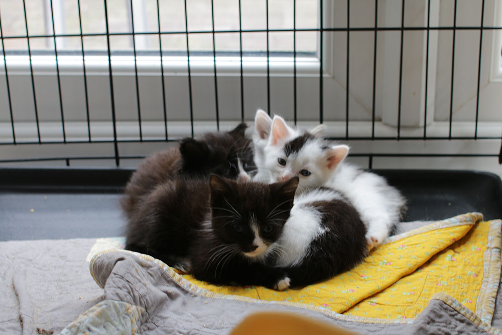 A kitten puddle, 4 tiny floofs squished together