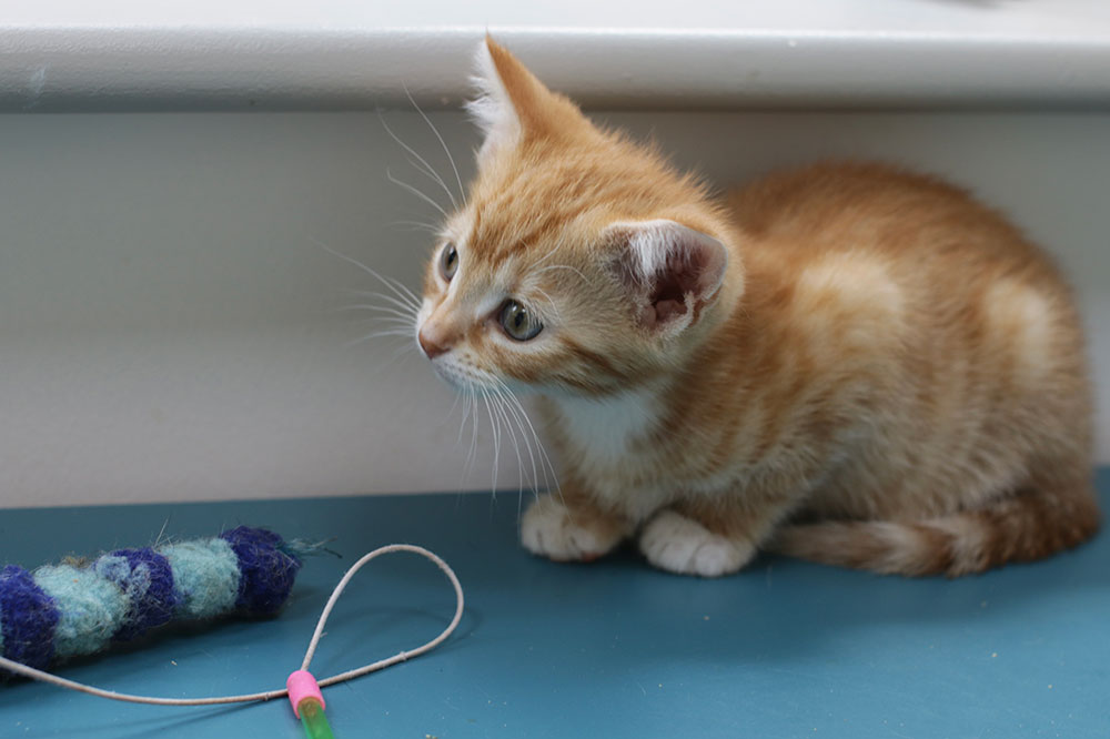 a tiny ginger and white kitten looks curiously to the side