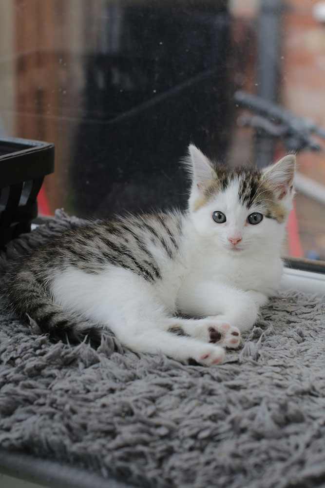 a tiny tabby and white kitten curled up in the window