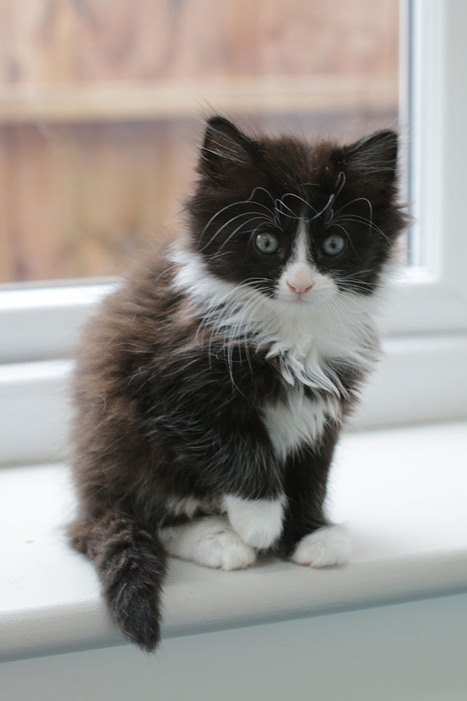 An exceptionally floofy black and white kitten