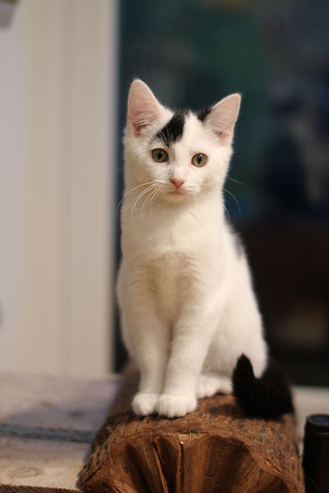 A white kitten with a black splash over his eye sits upright on top of a bark trug