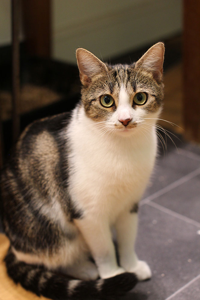 Gorgeous Aria stares into your soul with her beautiful green eyes