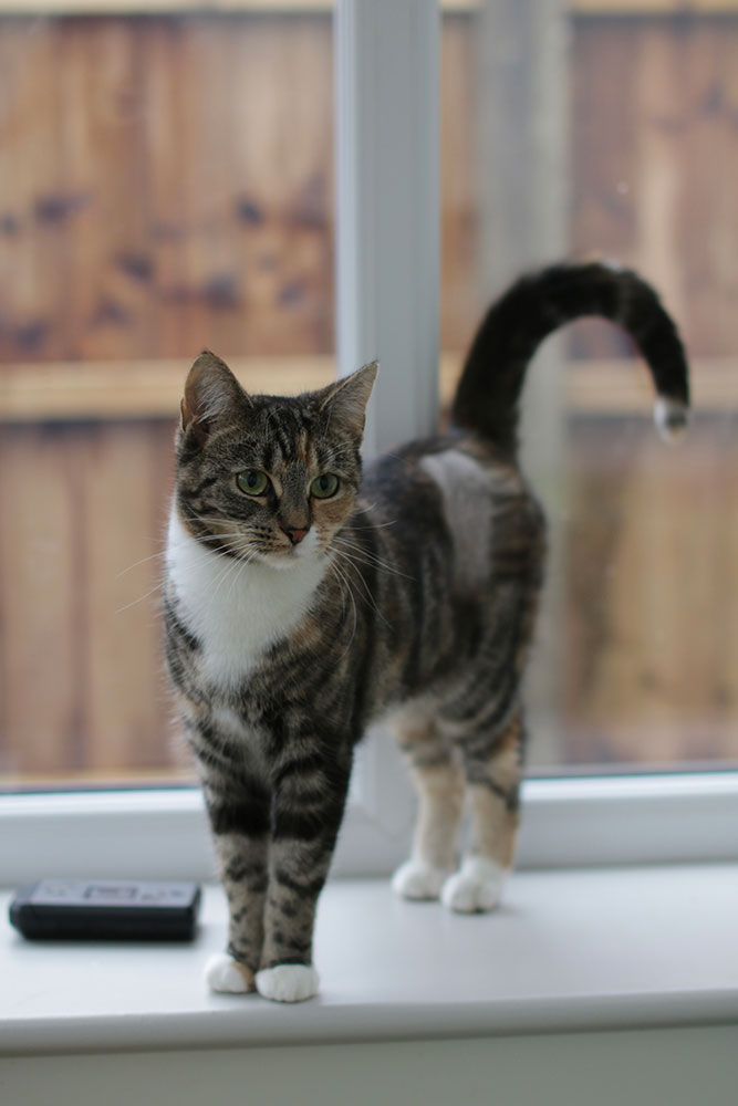 Beautiful little Delilah, tortie & white, with a shaved patch on her side from her spay
