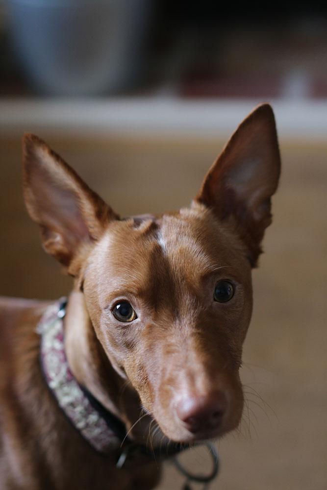 An orange dog looks into the camera, he looks like a little fox