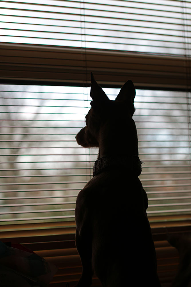 a dog standing upright, ears pricked, silhouetted against a window