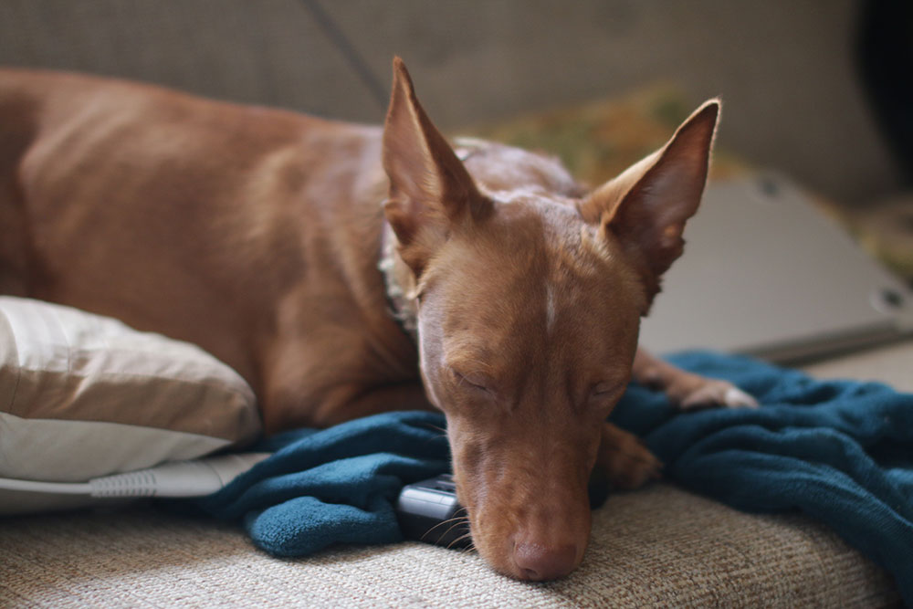 an orange dog sleeps with his long nose rested on a sofa, his giant ears pricked up